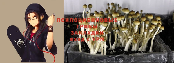 прущие грибы Гусев